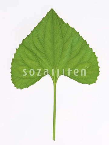 �t