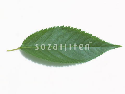 �T�N��