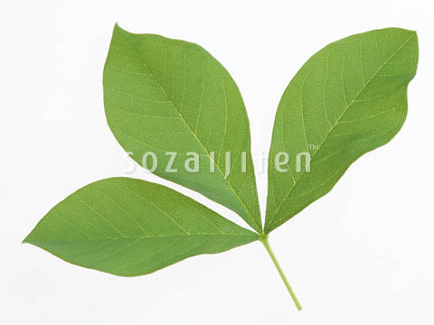 �t
