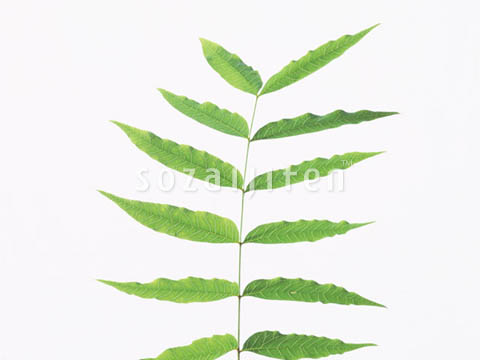 �J�C�m�L