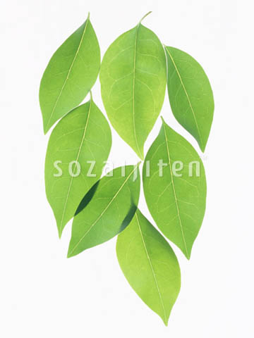 �g�E�l�Y�~���`