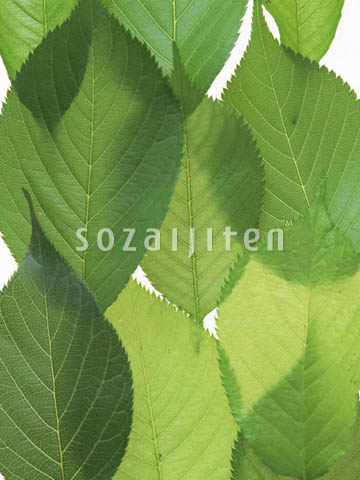 �T�N��
