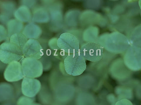 �V���c���N�T