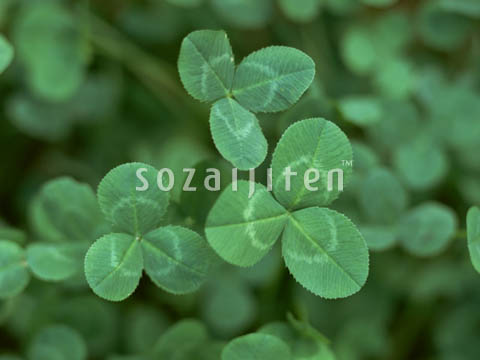 �V���c���N�T