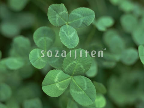�V���c���N�T