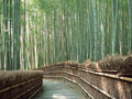 竹林