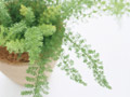 アスパラガスメイリーの鉢植え