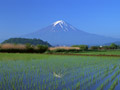 たんぼと富士山