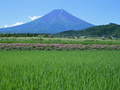 たんぼと富士山