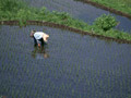 田植え