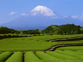 茶畑と富士山