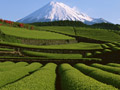 茶畑と富士山