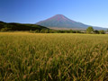 たんぼと富士山