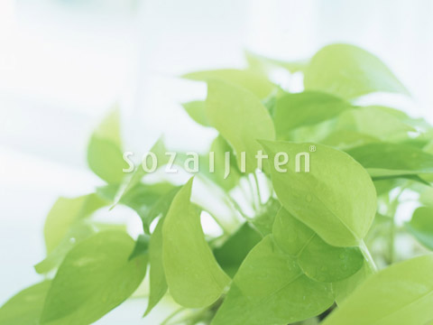 �ϗt�A��