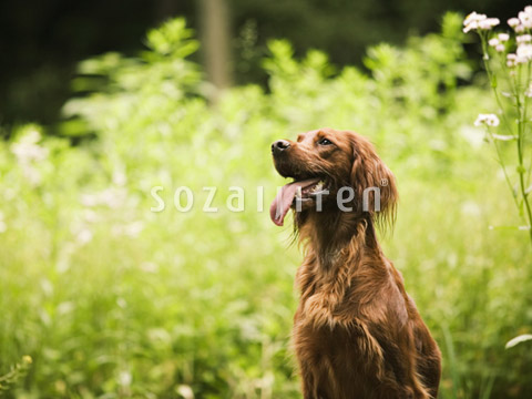 �A�C���b�V���Z�^�[