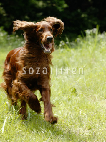 �A�C���b�V���Z�^�[