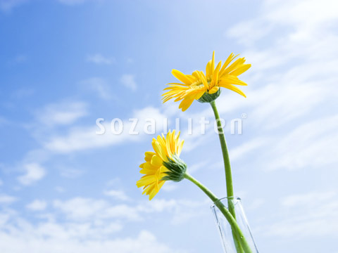 �K�[�x��