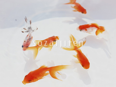 �L���M��