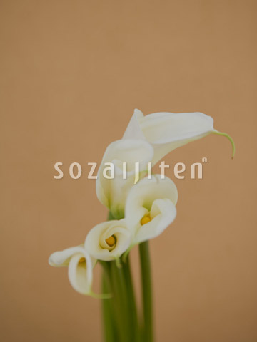�J���[
