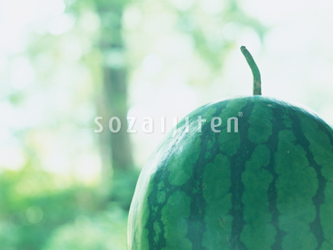 �X�C�J