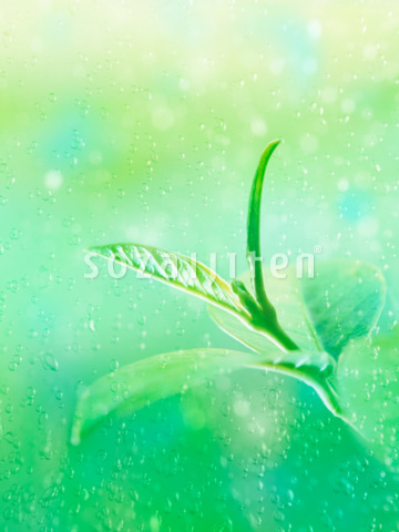 �t�Ɛ��H