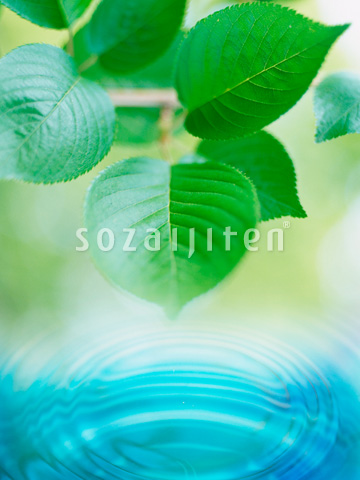 �t�Ɣg��