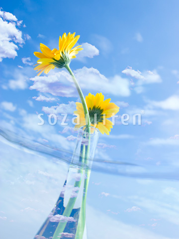 �K�[�x���Ɛ�