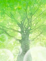 新緑の樹木