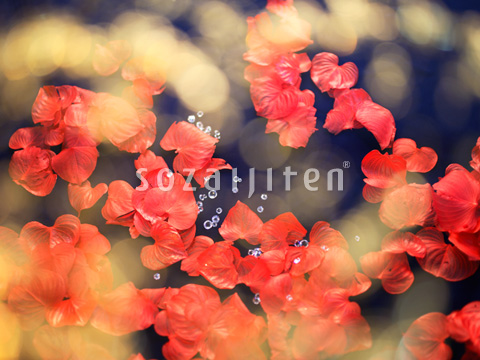 �G���K���g�C���[�W