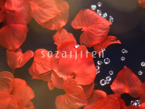 �G���K���g�C���[�W