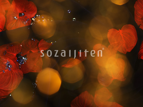 �G���K���g�C���[�W