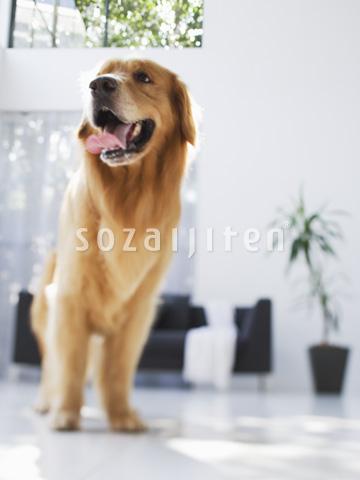 �S�[���f�����g���[�o�[
