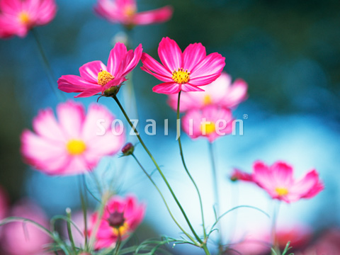 �R�X���X��