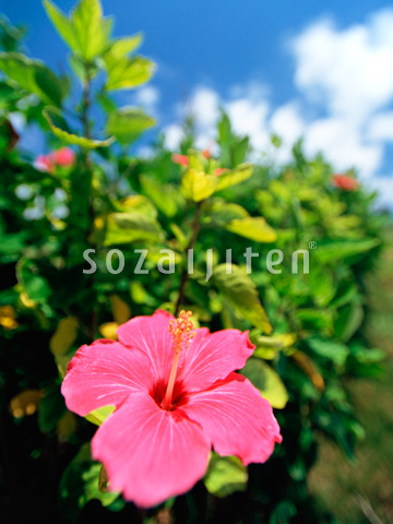 �n�C�r�X�J�X