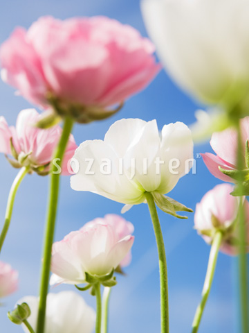 ���i���L�����X