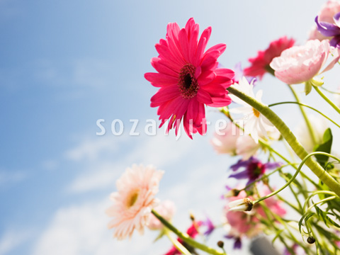 �K�[�x���ƃ}�[�K���b�g