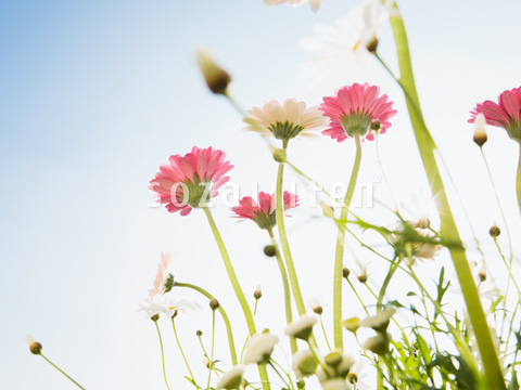 �K�[�x���ƃ}�[�K���b�g