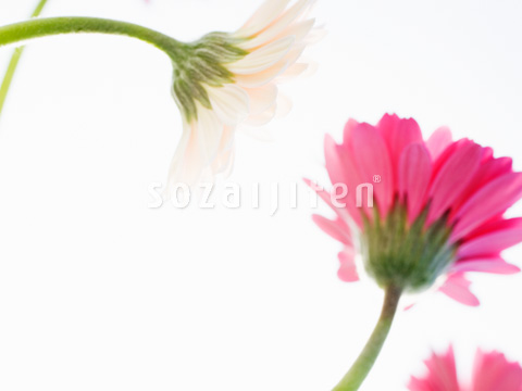 �K�[�x��