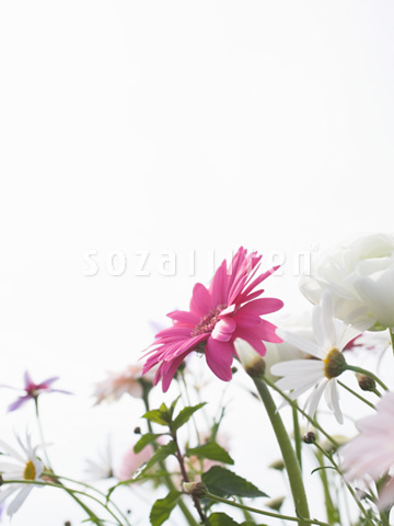 �K�[�x���ƃ}�[�K���b�g