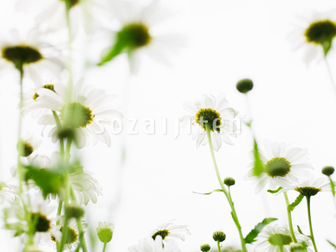 �V���X�^�[�f�[�W�[