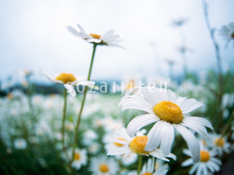 �}�[�K���b�g