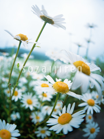 �}�[�K���b�g