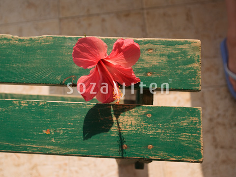 �n�C�r�X�J�X