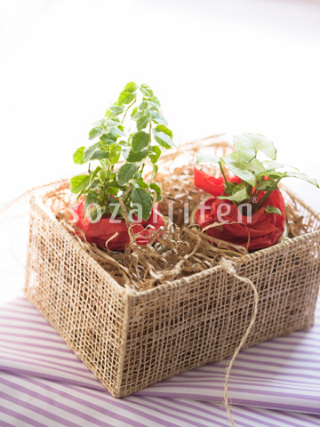 �v���[���g