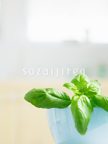 �o�W��