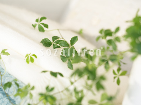 �V���K�[�o�C��