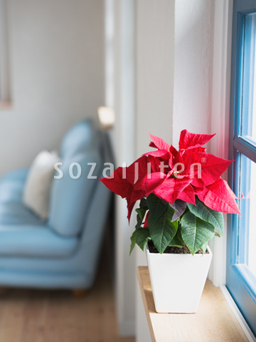 ���ӂ̃|�C���Z�`�A