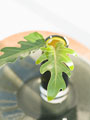 クッカバラ