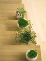 鉢植え