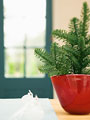 鉢植えとクリスマス飾り